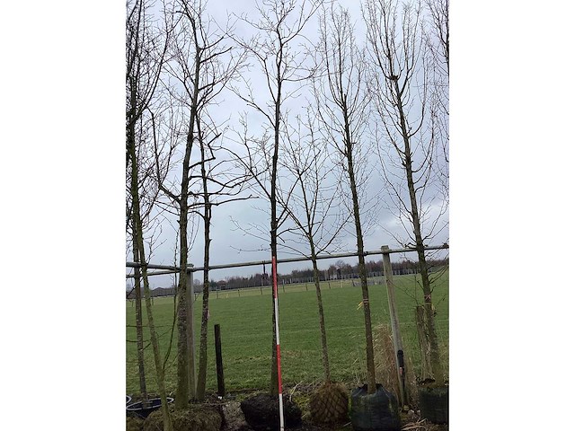 Pawpaw - vormboom - afbeelding 2 van  2