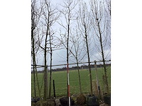 Pawpaw - vormboom - afbeelding 2 van  2