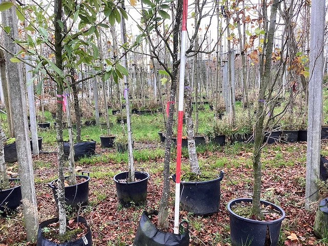 Peer - vrucht- / fruitboom - afbeelding 1 van  3