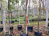 Peer - vrucht- / fruitboom - afbeelding 1 van  3