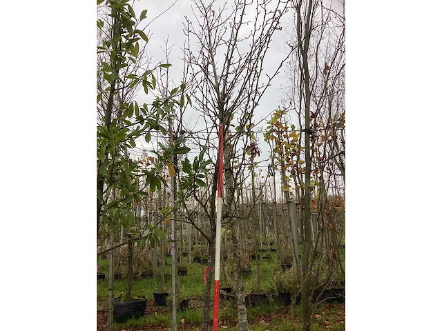 Peer - vrucht- / fruitboom - afbeelding 2 van  3