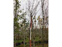 Peer - vrucht- / fruitboom - afbeelding 2 van  3