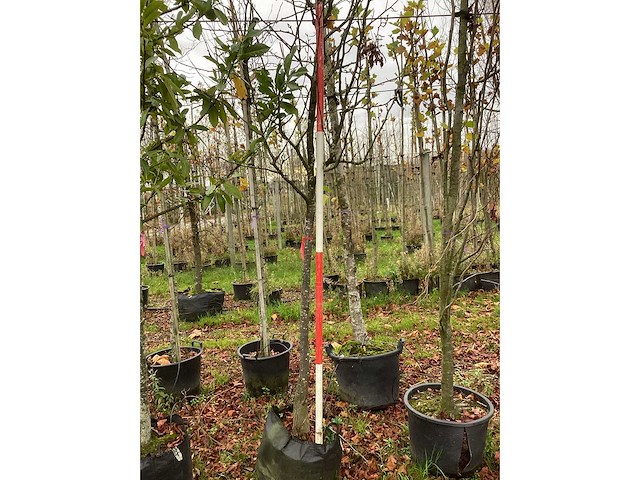 Peer - vrucht- / fruitboom - afbeelding 3 van  3