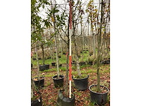 Peer - vrucht- / fruitboom - afbeelding 3 van  3