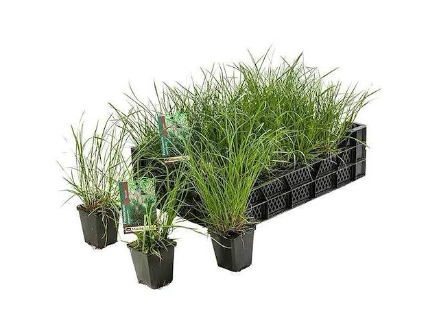Pennisetum alopecuroides - planten in pot (100x) - afbeelding 1 van  2
