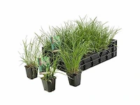 Pennisetum alopecuroides - planten in pot (100x)