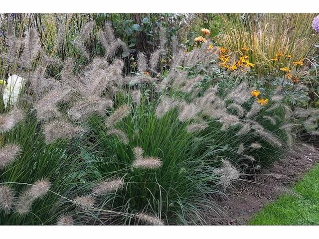 Pennisetum alopecuroides - planten in pot (100x) - afbeelding 2 van  2