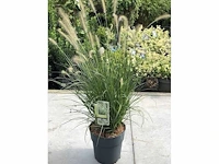 Pennisetum alopecuroides - planten in pot (10x)