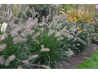 Pennisetum alopecuroides - planten in pot (30x) - afbeelding 1 van  2