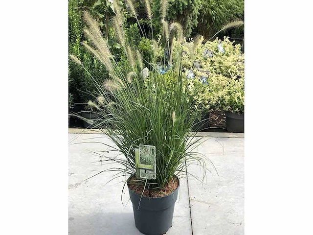 Pennisetum alopecuroides - planten in pot (30x) - afbeelding 1 van  2