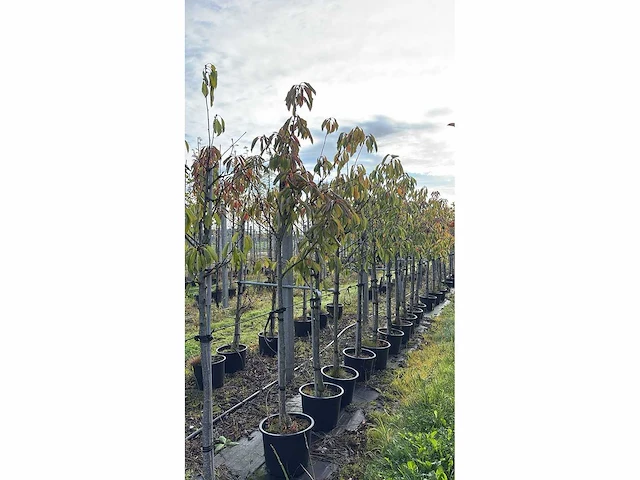 Perenboom - fruit tree - afbeelding 1 van  1