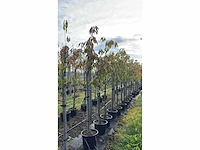 Perenboom - fruit tree