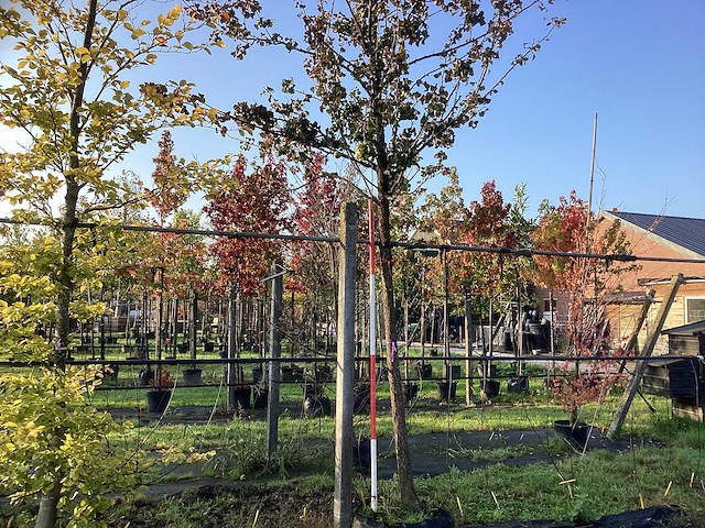 Perenboom - vrucht- / fruitboom - afbeelding 1 van  4