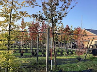 Perenboom - vrucht- / fruitboom - afbeelding 1 van  4