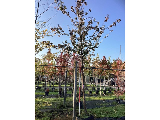 Perenboom - vrucht- / fruitboom - afbeelding 2 van  4