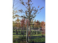 Perenboom - vrucht- / fruitboom - afbeelding 2 van  4