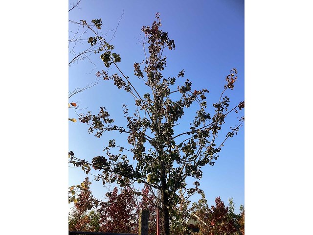 Perenboom - vrucht- / fruitboom - afbeelding 3 van  4
