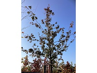 Perenboom - vrucht- / fruitboom - afbeelding 3 van  4