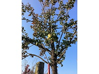 Perenboom - vrucht- / fruitboom - afbeelding 4 van  4