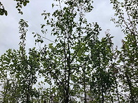 Perenboom - vrucht- / fruitboom - afbeelding 1 van  2