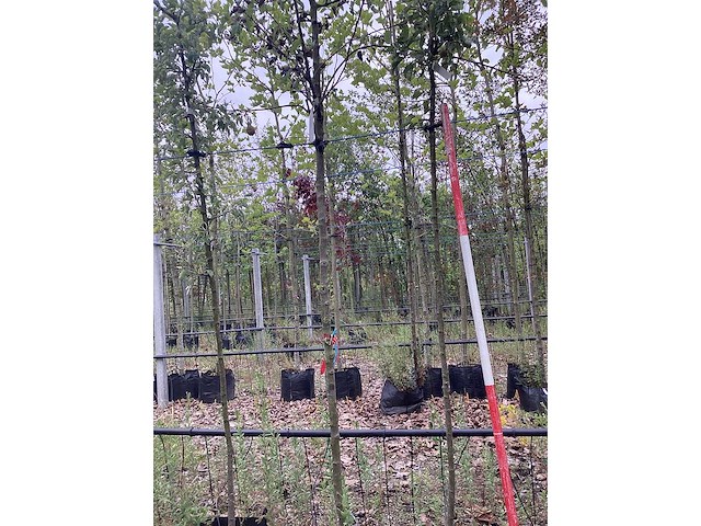 Perenboom - vrucht- / fruitboom - afbeelding 2 van  2
