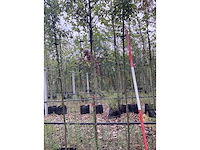Perenboom - vrucht- / fruitboom - afbeelding 2 van  2