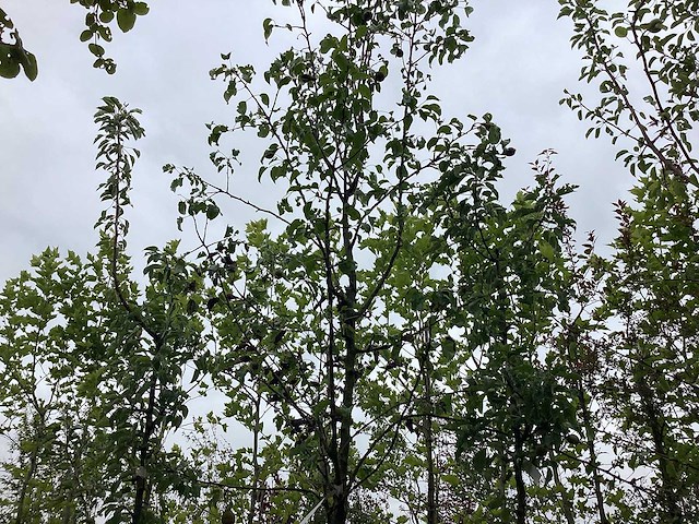 Perenboom - vrucht- / fruitboom - afbeelding 1 van  2