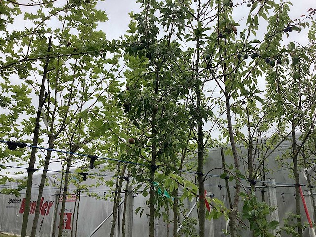 Perenboom - vrucht- / fruitboom - afbeelding 1 van  2