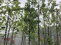Perenboom - vrucht- / fruitboom - afbeelding 1 van  2