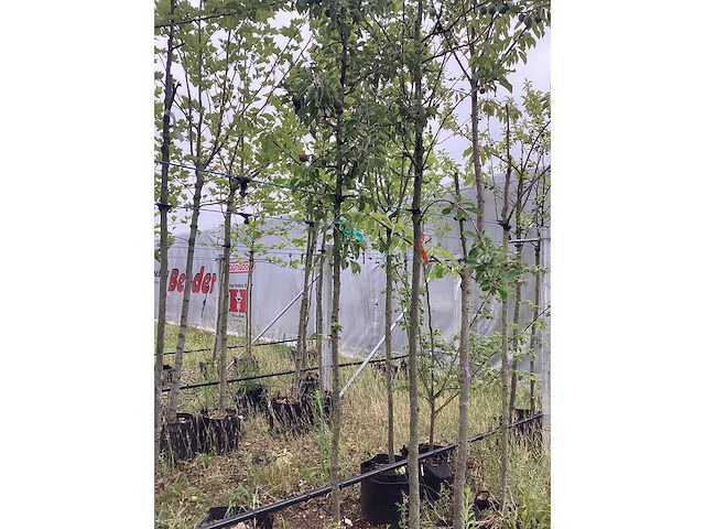 Perenboom - vrucht- / fruitboom - afbeelding 2 van  2