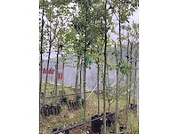 Perenboom - vrucht- / fruitboom - afbeelding 2 van  2