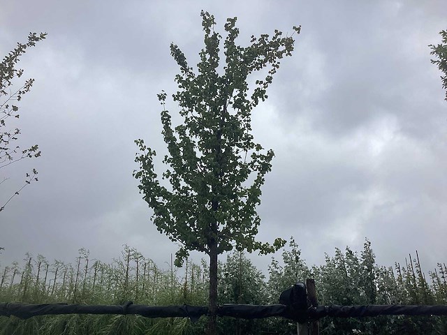 Perenboom - vrucht- / fruitboom - afbeelding 1 van  3