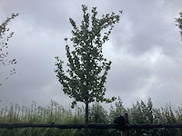 Perenboom - vrucht- / fruitboom - afbeelding 1 van  3