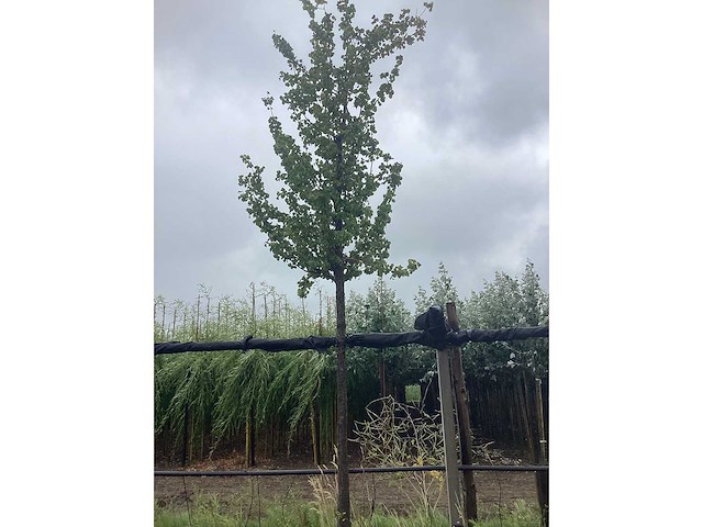 Perenboom - vrucht- / fruitboom - afbeelding 2 van  3