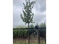 Perenboom - vrucht- / fruitboom - afbeelding 2 van  3
