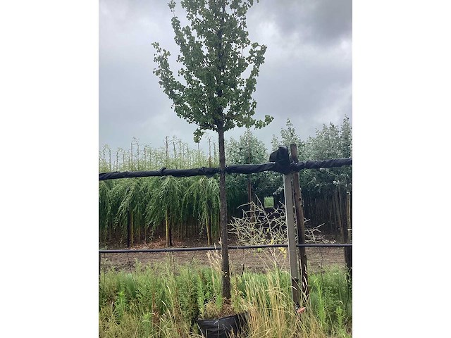 Perenboom - vrucht- / fruitboom - afbeelding 3 van  3