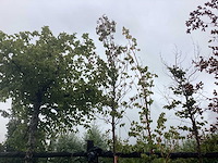 Perenboom - vrucht- / fruitboom - afbeelding 1 van  2