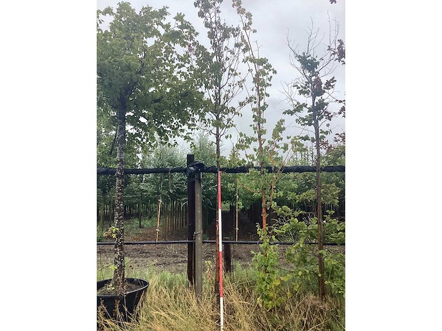 Perenboom - vrucht- / fruitboom - afbeelding 2 van  2