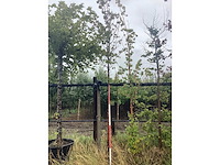 Perenboom - vrucht- / fruitboom - afbeelding 2 van  2