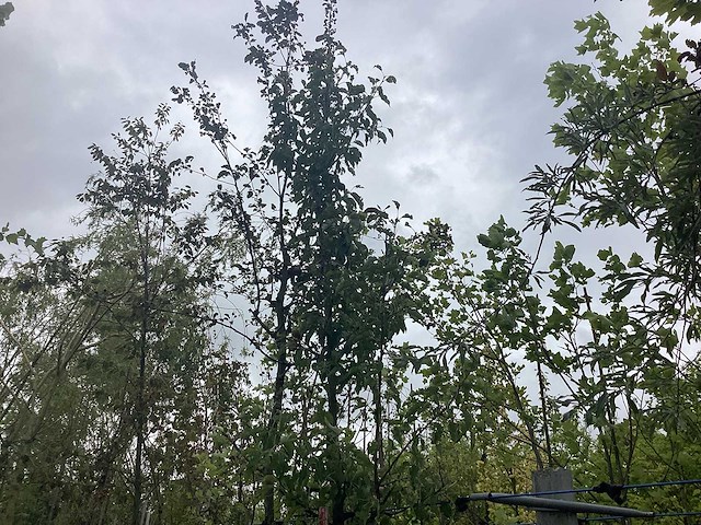 Perenboom - vrucht- / fruitboom - afbeelding 1 van  2