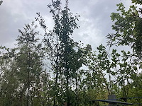 Perenboom - vrucht- / fruitboom - afbeelding 1 van  2