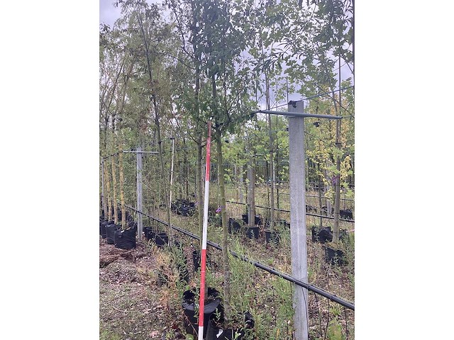 Perenboom - vrucht- / fruitboom - afbeelding 2 van  2