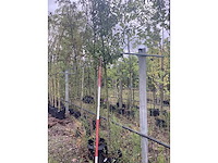 Perenboom - vrucht- / fruitboom - afbeelding 2 van  2