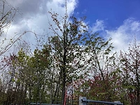 Perenboom - vrucht- / fruitboom