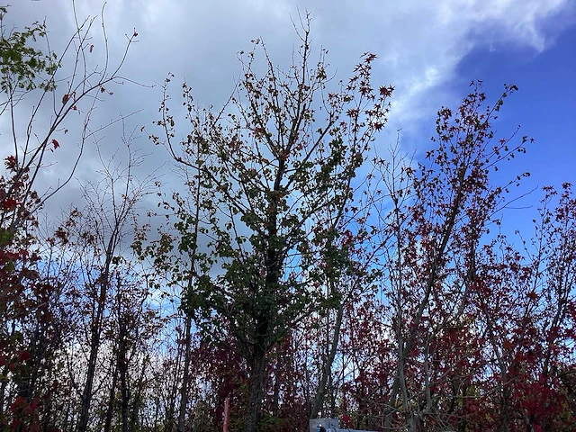 Perenboom - vrucht- / fruitboom - afbeelding 1 van  2