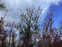 Perenboom - vrucht- / fruitboom