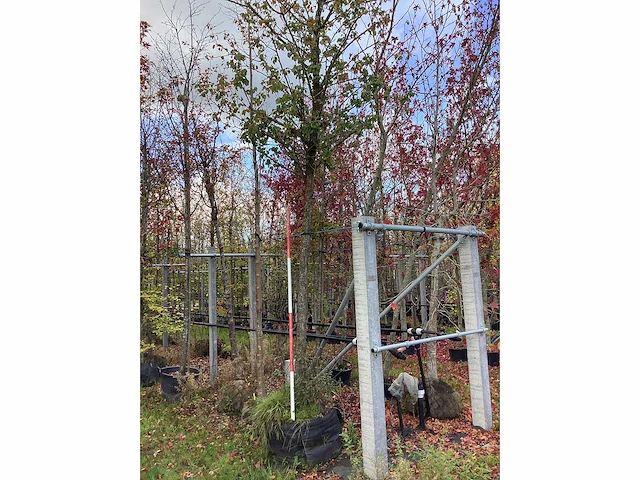 Perenboom - vrucht- / fruitboom - afbeelding 2 van  2