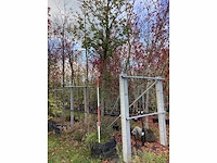 Perenboom - vrucht- / fruitboom - afbeelding 2 van  2