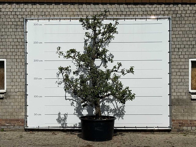 Perenboom conference xl - pyrus communis 'conference' - hoogte ca. 280 cm - afbeelding 1 van  4