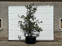 Perenboom conference xl - pyrus communis 'conference' - hoogte ca. 280 cm - afbeelding 1 van  4